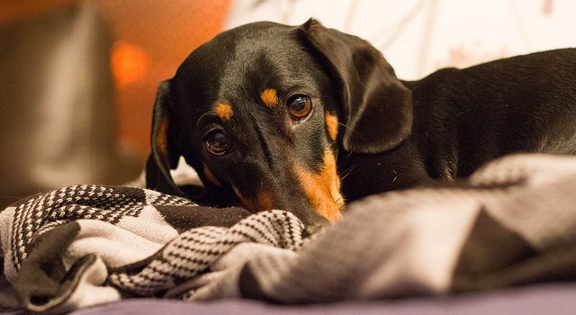 Don't Poison Your Pet! Look Out for These Common Household Items