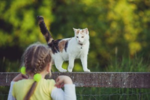 Summer Safety Pet Tips