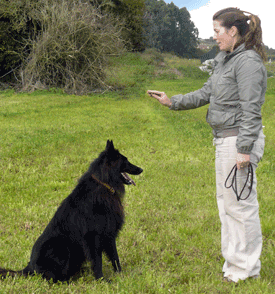 Clicker Training A Dog