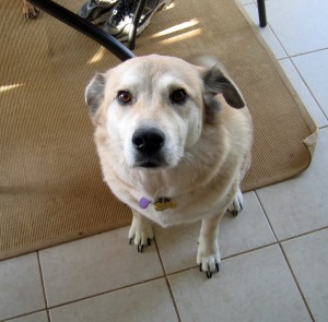 Service Animals: Guide Dogs